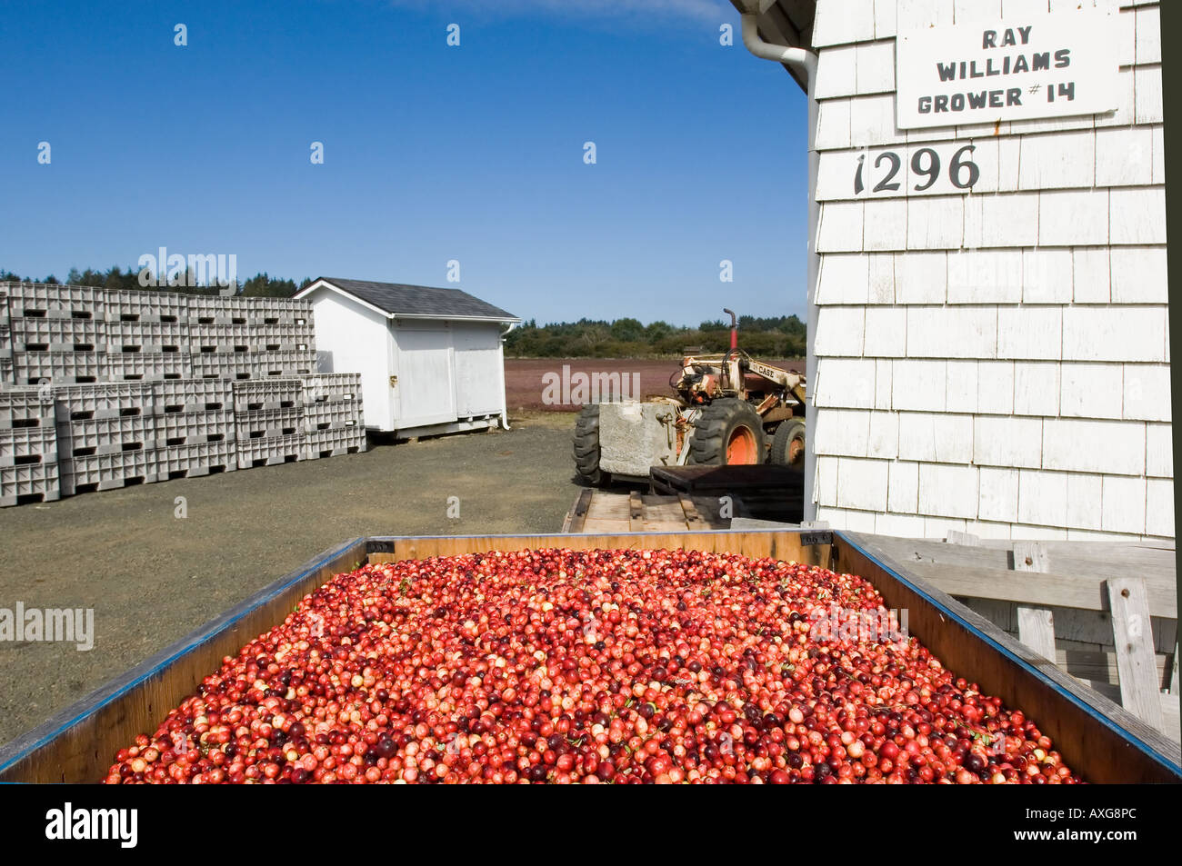 Cranberry harvest festival hires stock photography and images Alamy