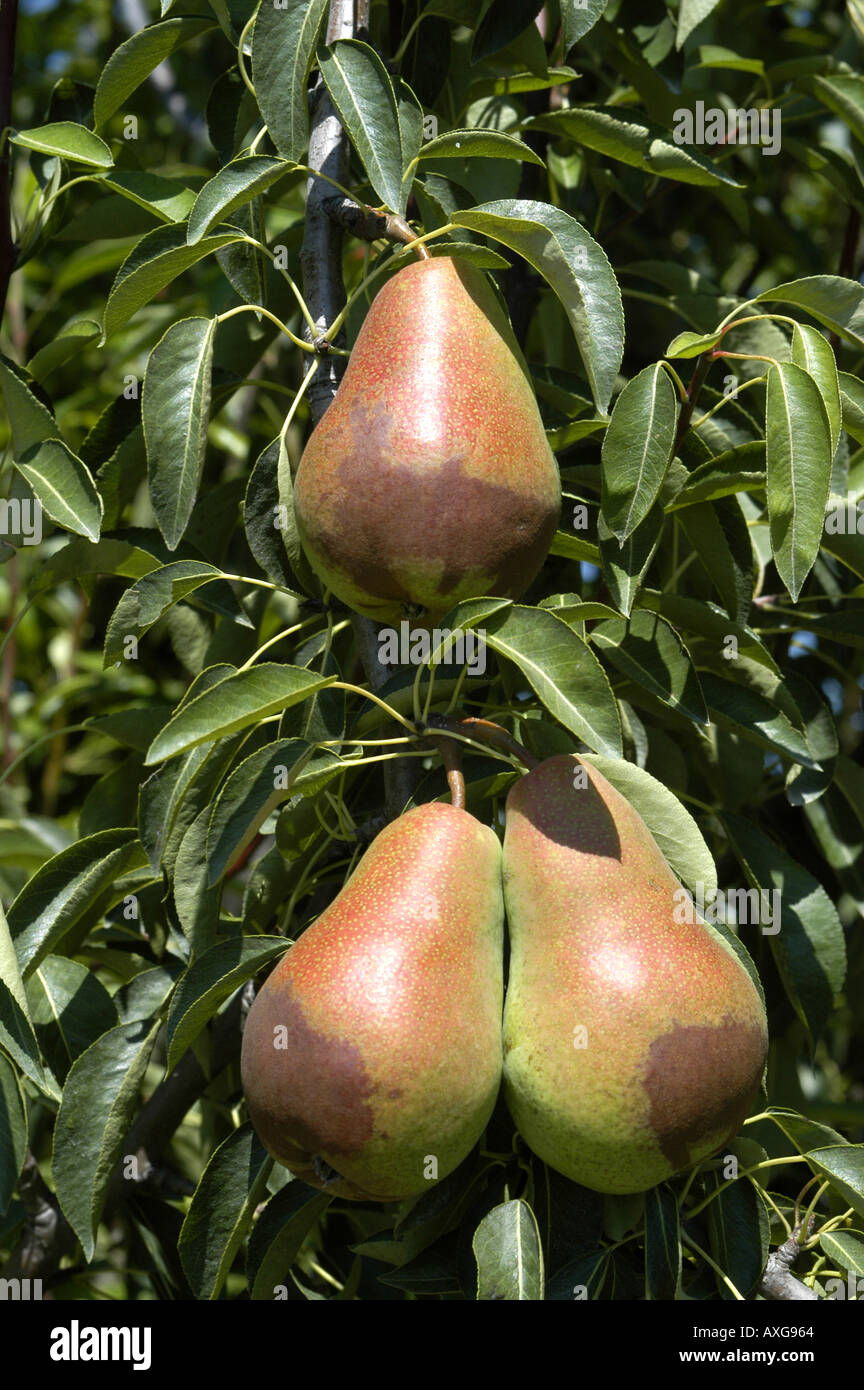 Michigan pear orchard with pears ready for harvesting Stock Photo Alamy