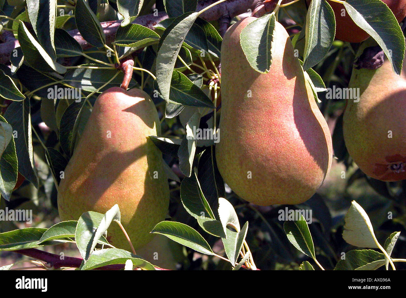 Michigan pear orchard with pears ready for harvesting Stock Photo Alamy