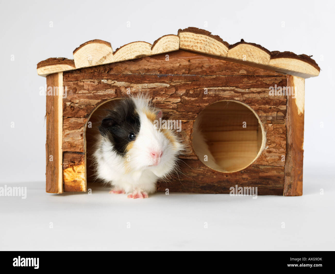 Guineapig house hi-res stock photography and images - Alamy
