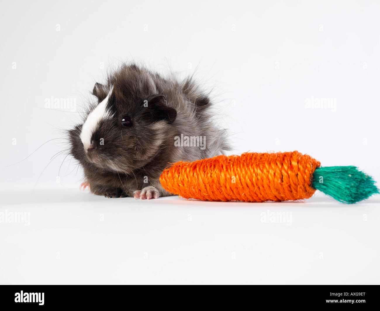 View of Guinea Pig with Toy Carrot Stock Photo - Alamy