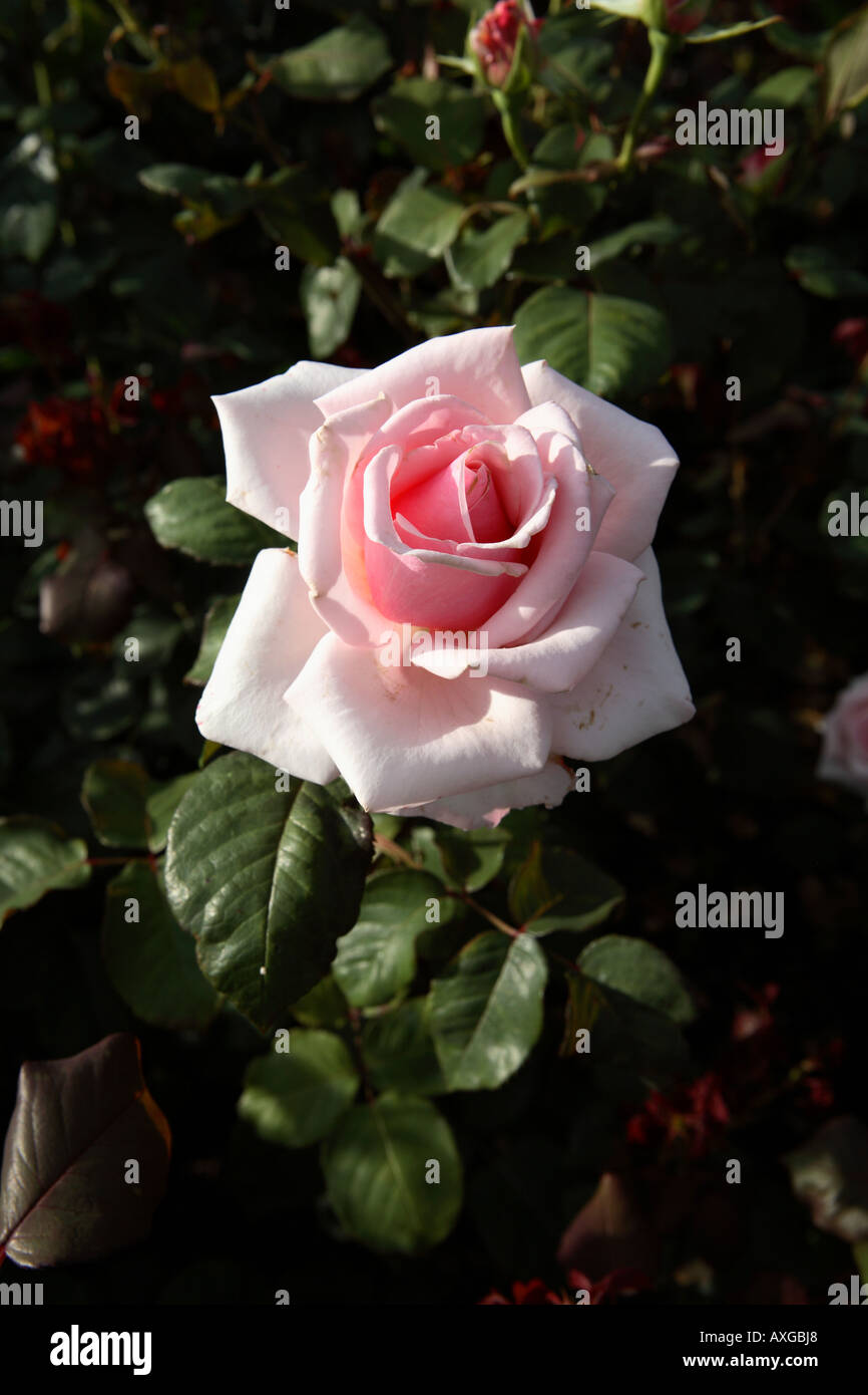 Savoy Hotel rose variety Stock Photo Alamy