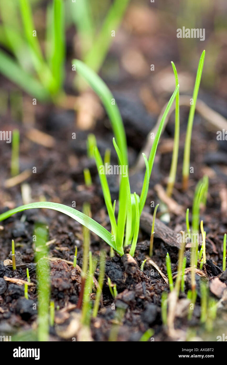 Fresh blades of grass growing from seed. Development Stock Photo Alamy