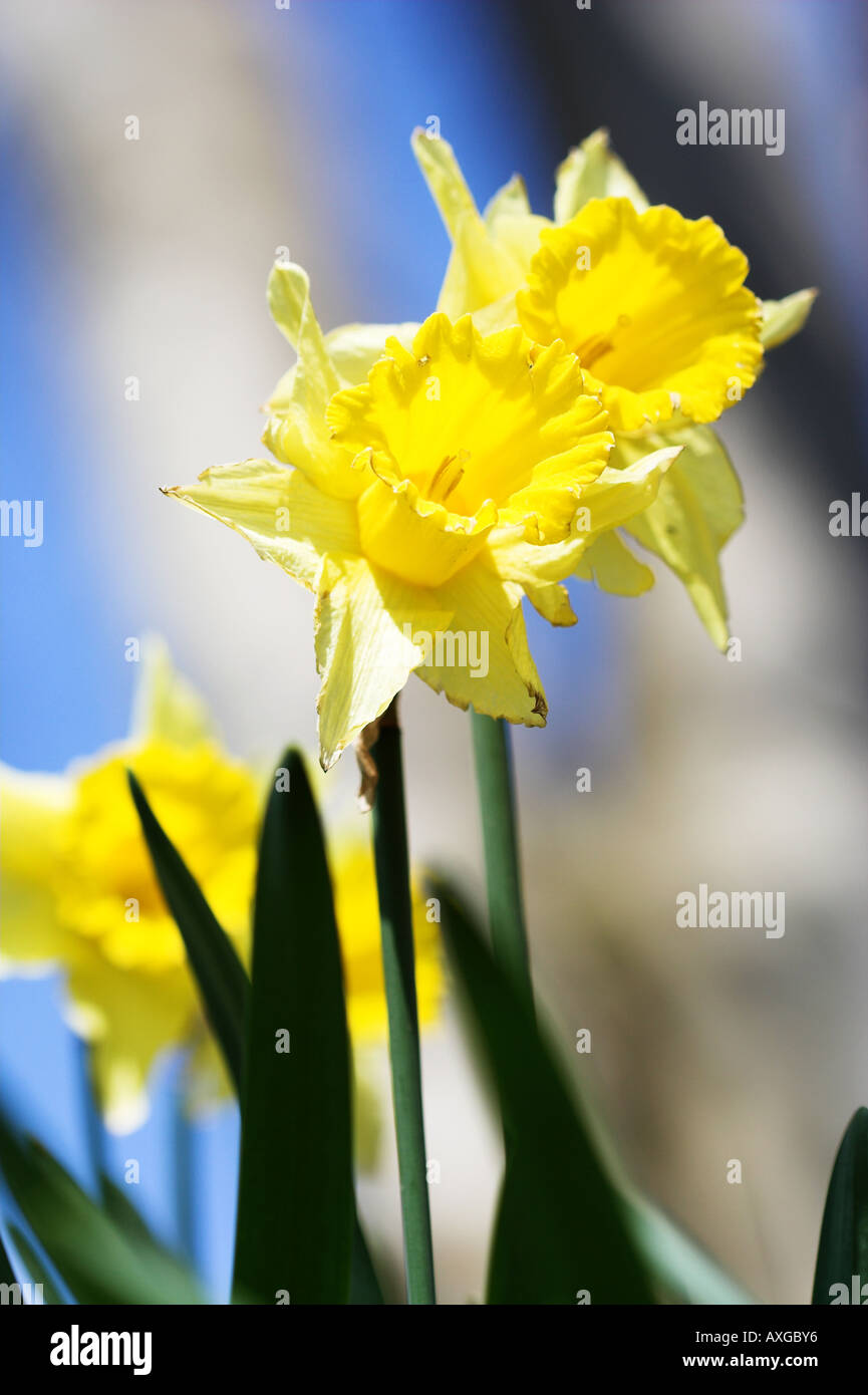 Spring yellow daffodils against a blue sky and trees. Stock Photo