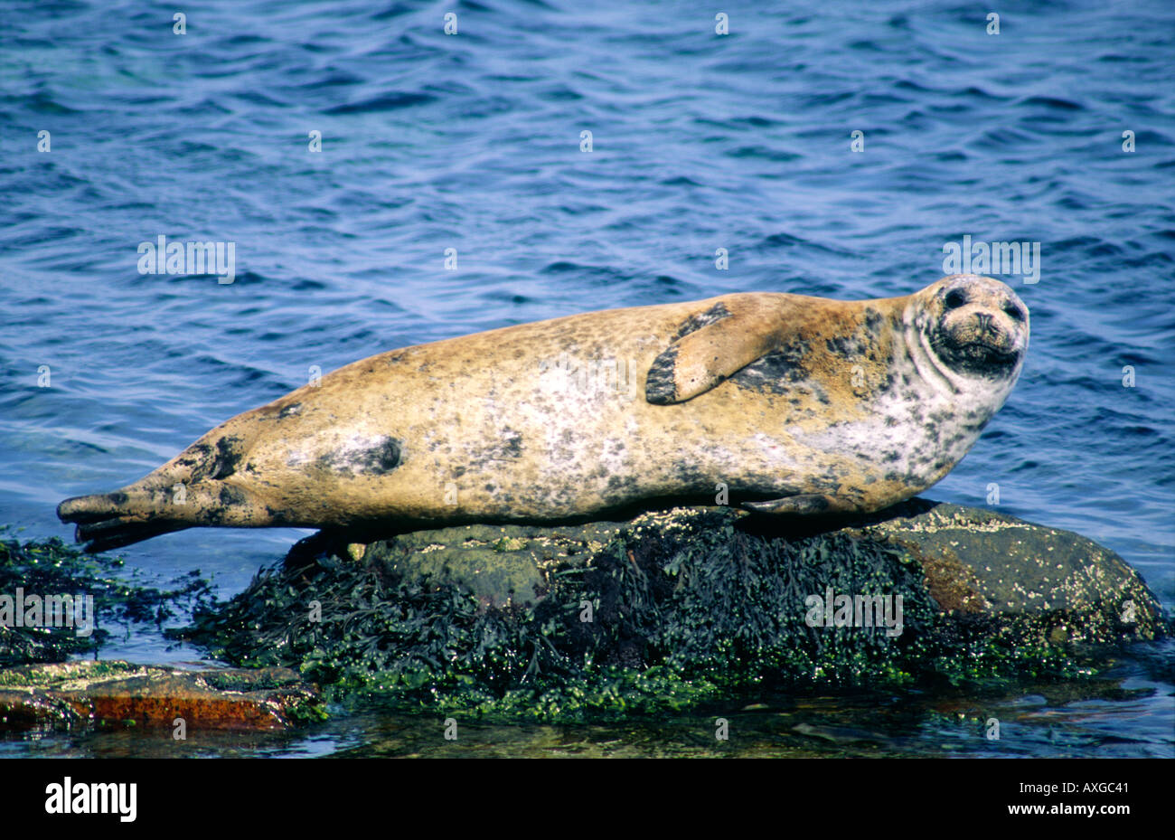 grey gray seal basking on rock North Atlantic Scotland Ireland Stock Photo