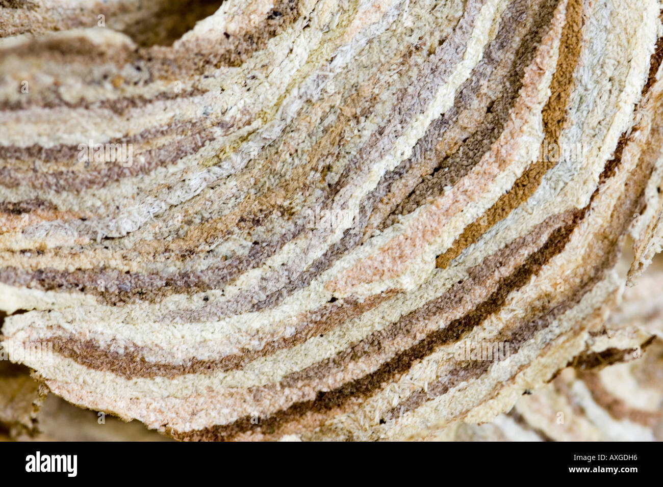 outer layer of wasp nest Stock Photo