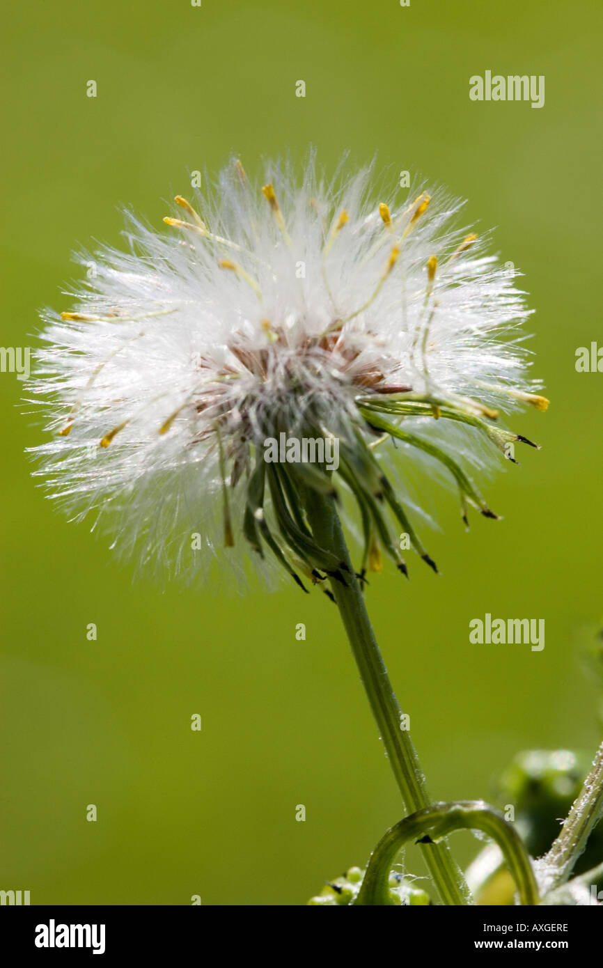 Dandelion hi-res stock photography and images - Alamy