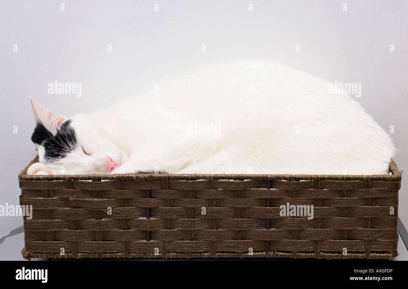 Young domestic cat sleeping in a box Stock Photo Alamy