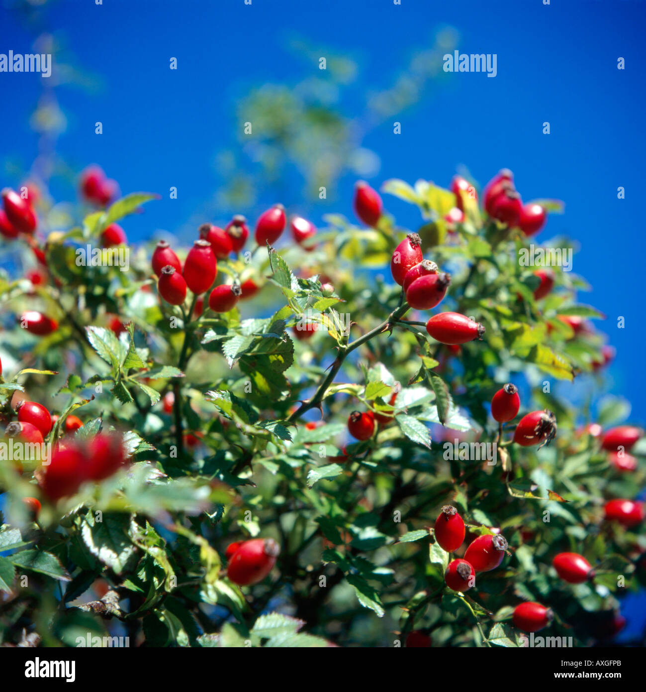 Rosehips in a hedgerow Norfolk UK Stock Photo
