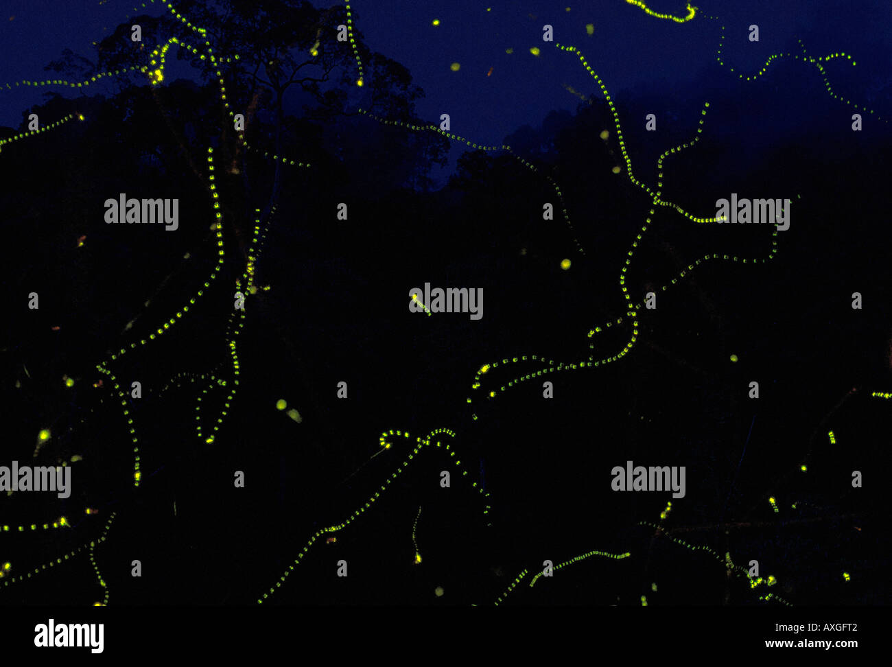 A composite image showing hundreds of fireflies flashing at night