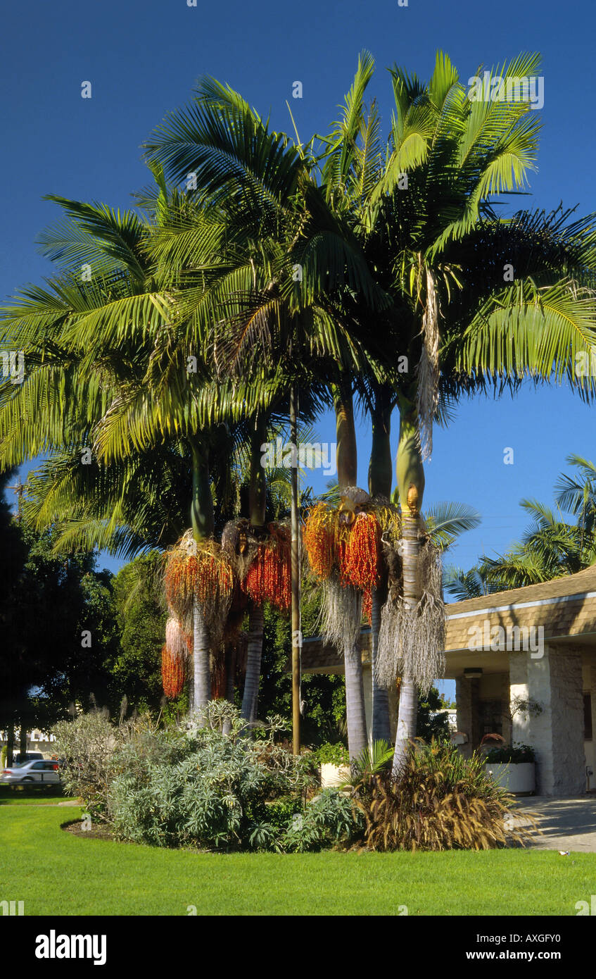 Magnificent group of King Palm Trees near the library in Westchester Stock Photo: 9622511 - Alamy