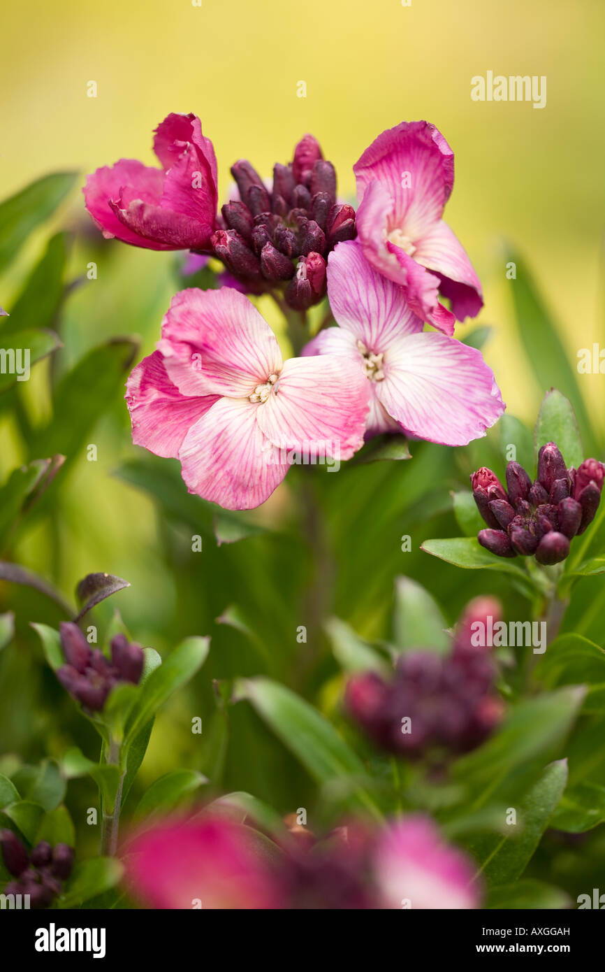 Deep pink wallflowers Stock Photo
