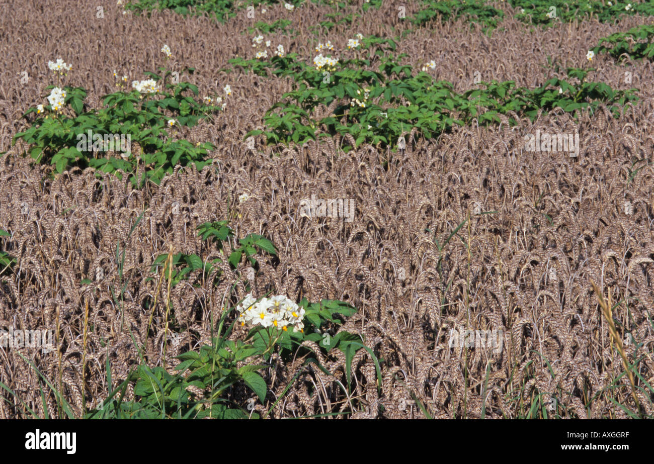 Potato Weed Stock Photos & Potato Weed Stock Images Alamy