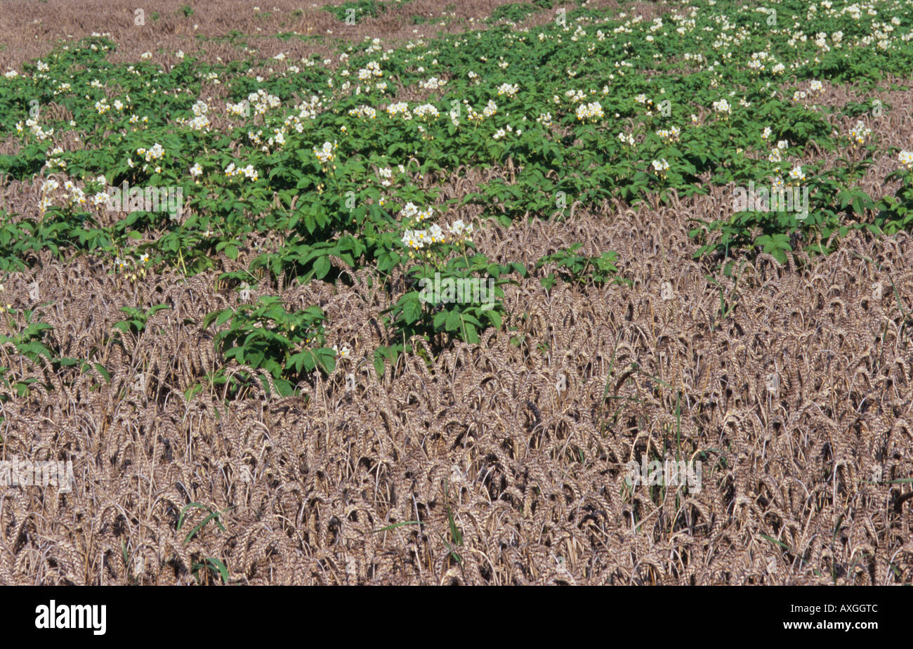 Potato Weed Stock Photos & Potato Weed Stock Images Alamy