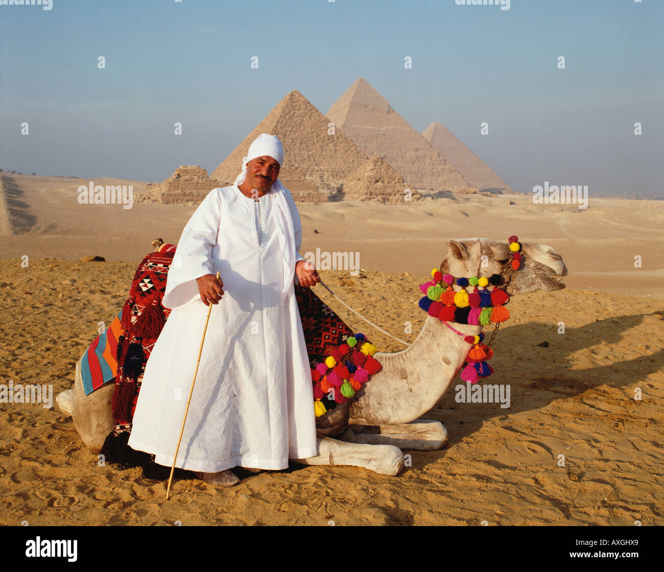 Pyramids Camel and Driver, Giza, Cairo, Egypt, North Africa Stock Photo