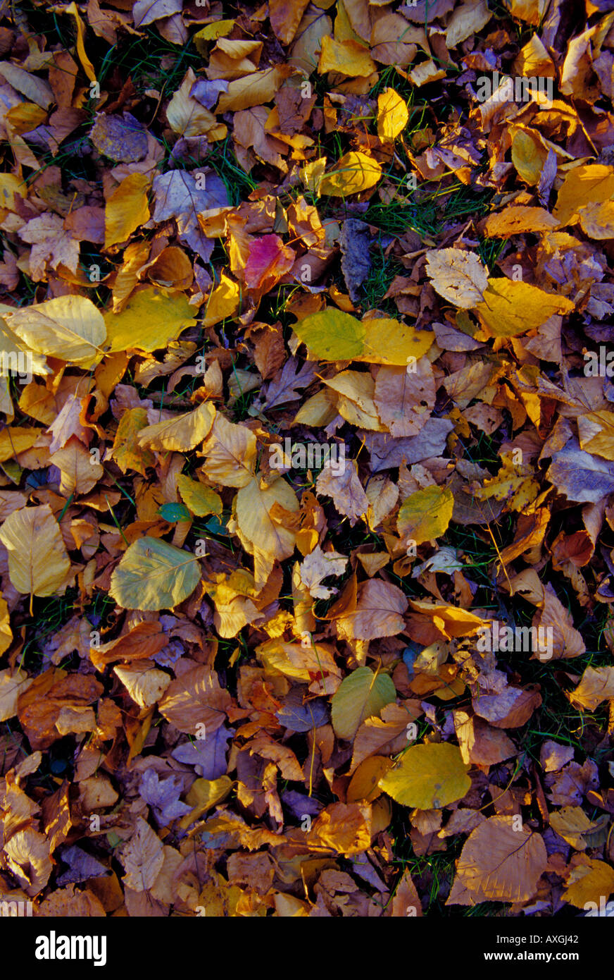 Yelow leaves autumn hi-res stock photography and images - Alamy