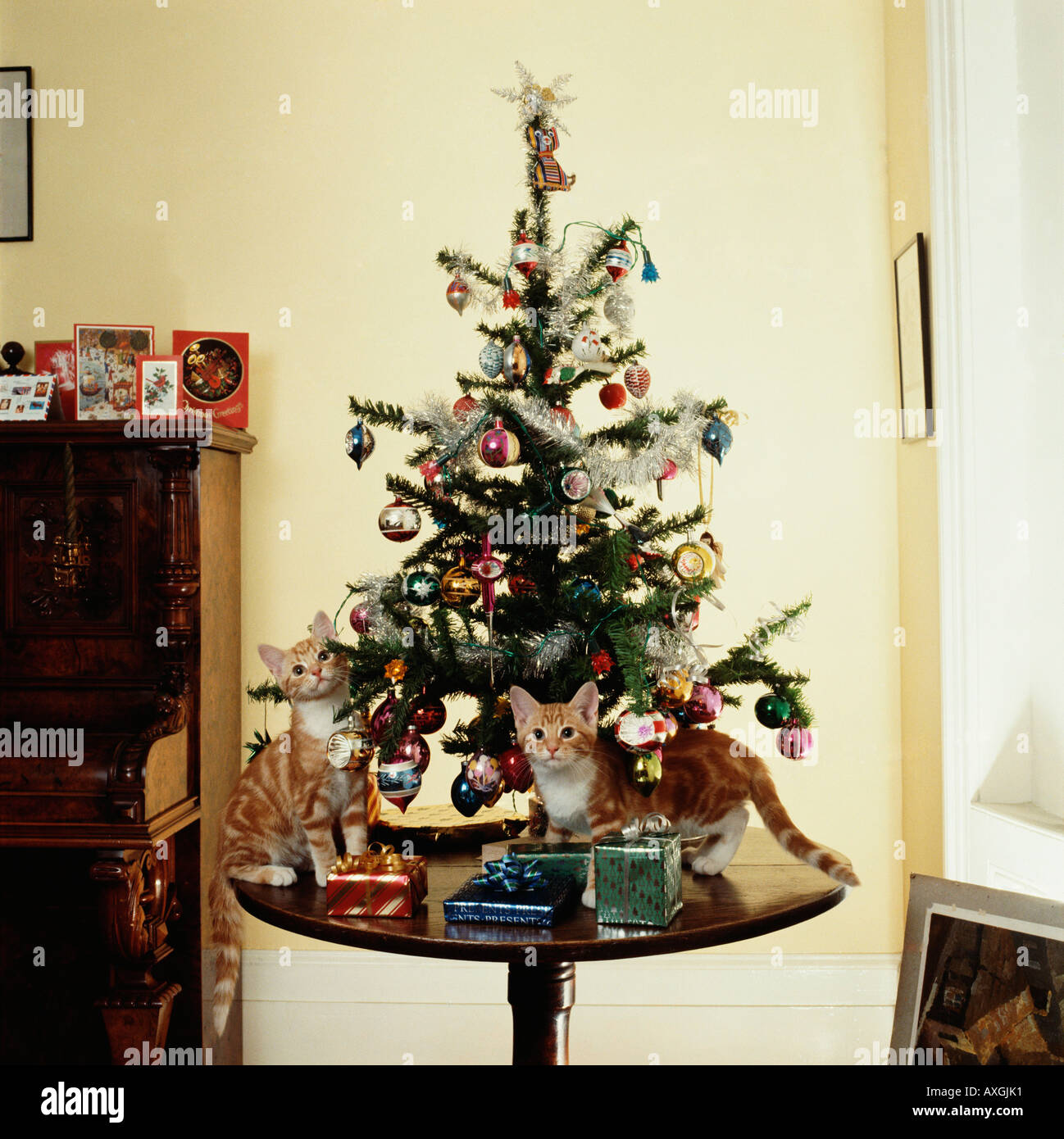 Two mischievous kittens under the Christmas Tree Stock Photo