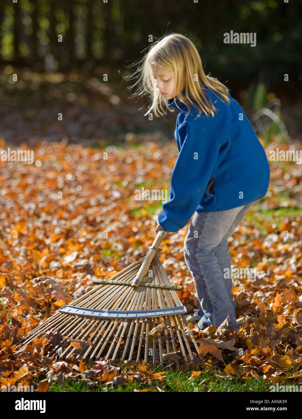 Child raking leaves in her backyard Stock Photo Alamy