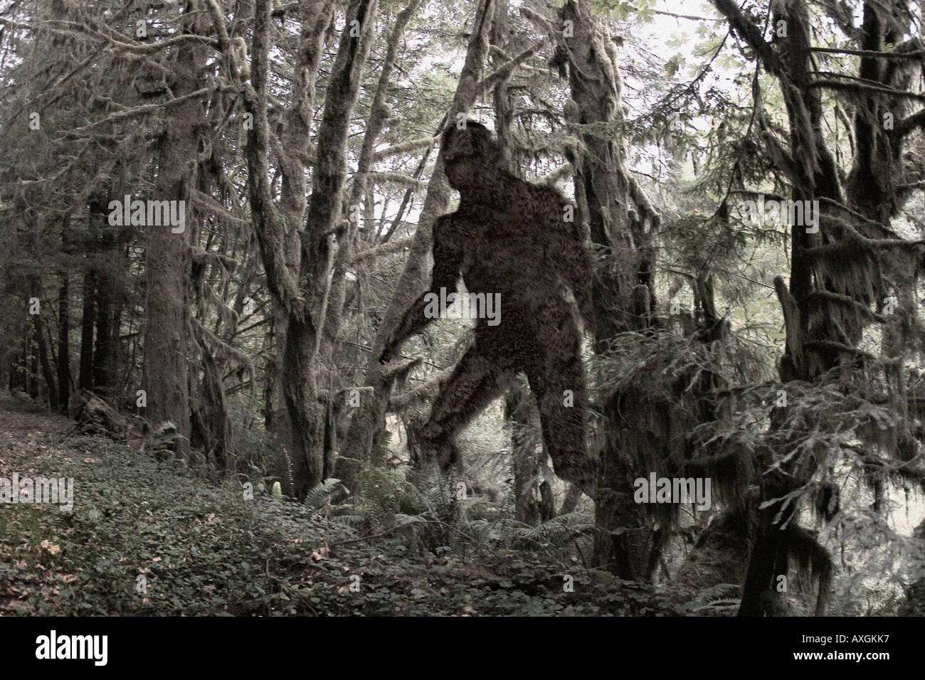 Bigfoot Stock Photo
