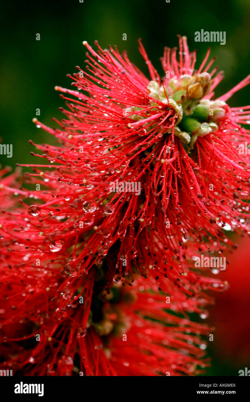 Crimson Bottlebrush or Callistemon citrinus after heavy spring rain in Sydney s Royal National Park Stock Photo