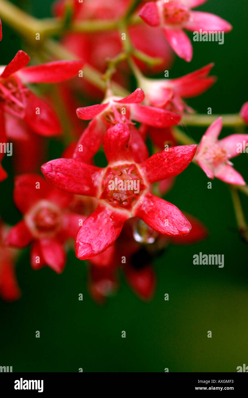 Australian christmas bush hires stock photography and images Alamy