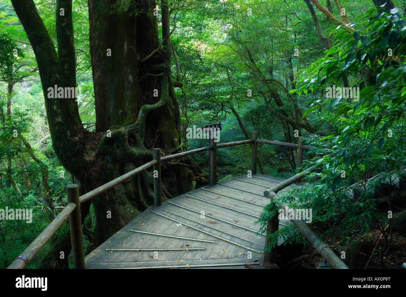 Forest in Yakushima, Kyushu, Japan Stock Photo