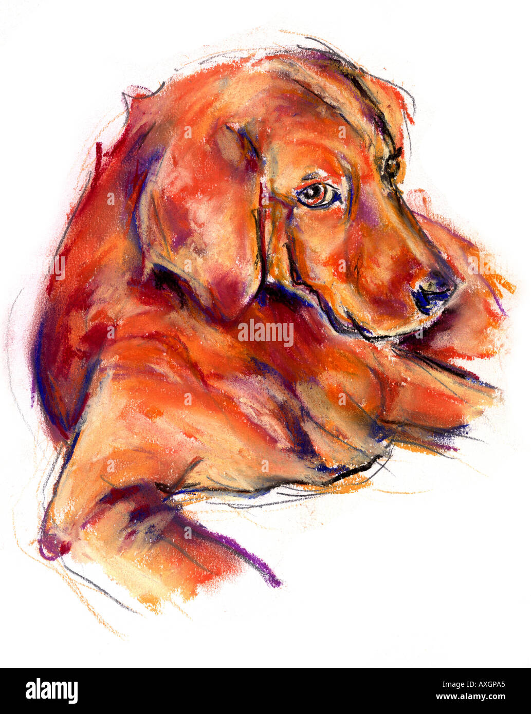 Illustration dog golden retriever hi-res stock photography and images ...