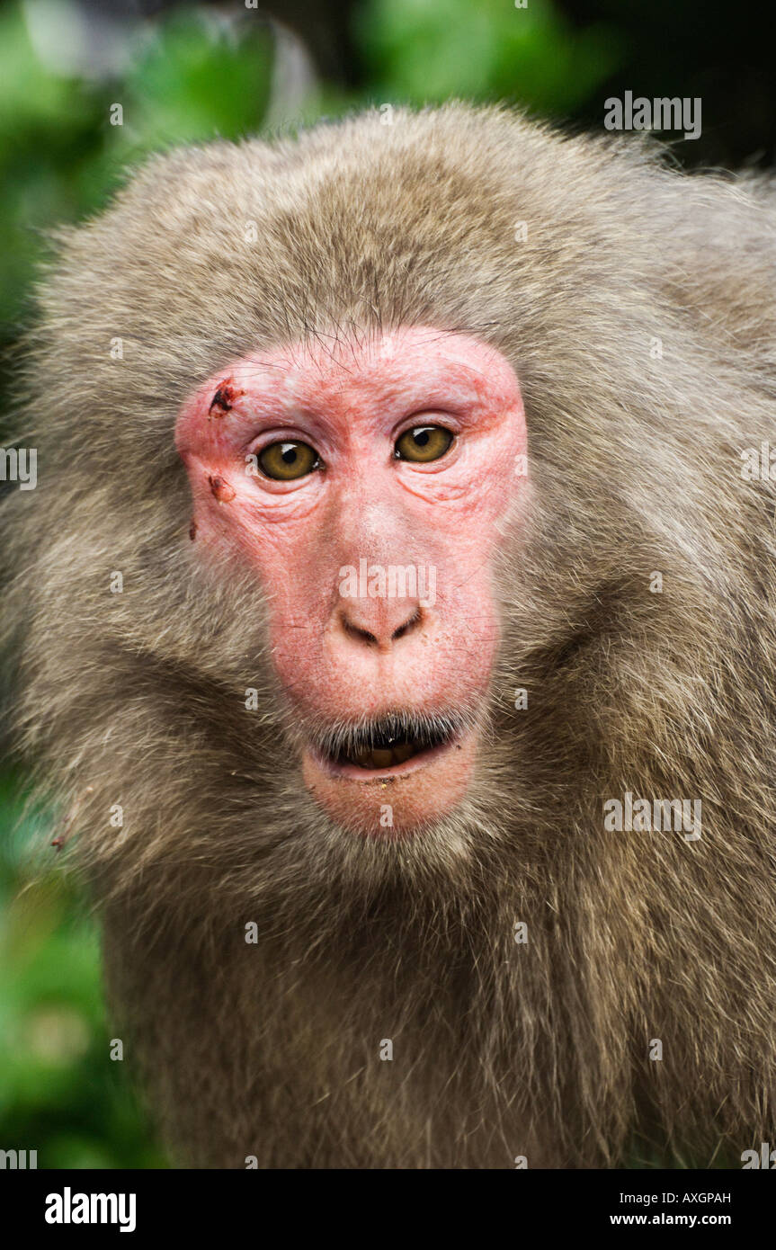 Close-Up of Macaque, Yakushima, Kyushu, Japan Stock Photo