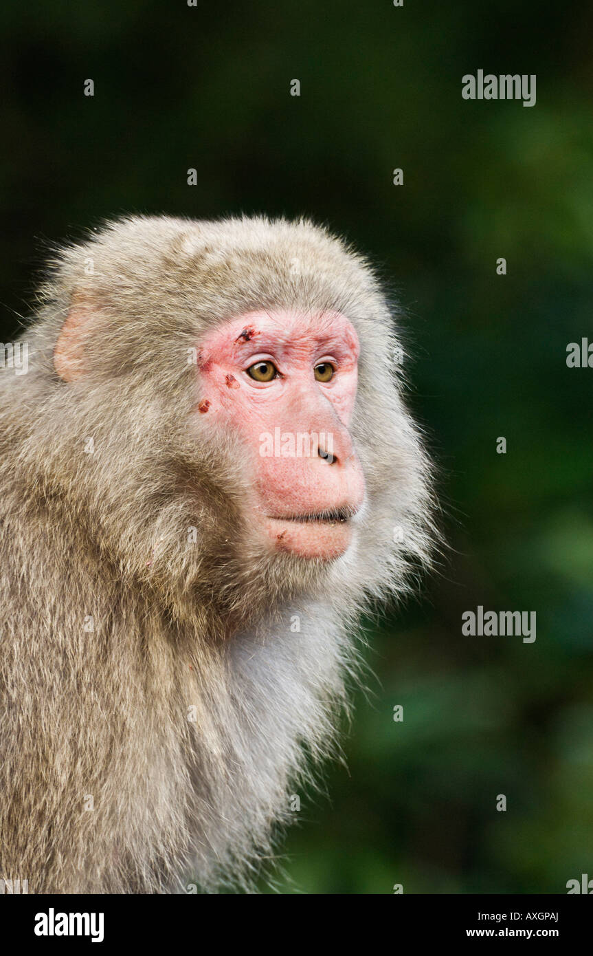 Close-Up of Macaque, Yakushima, Kyushu, Japan Stock Photo