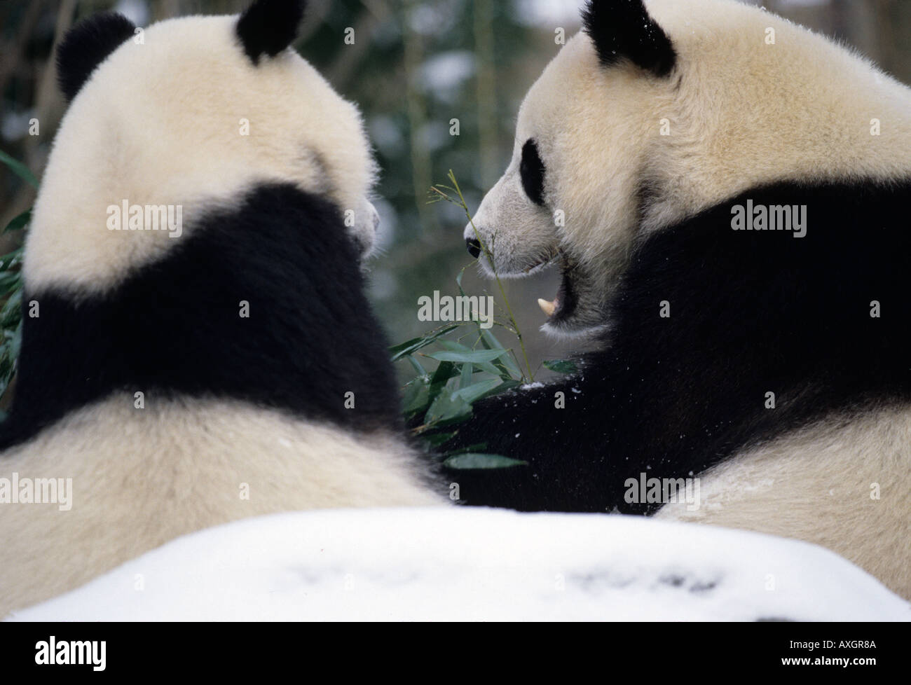 national zoo, washington dc Stock Photo