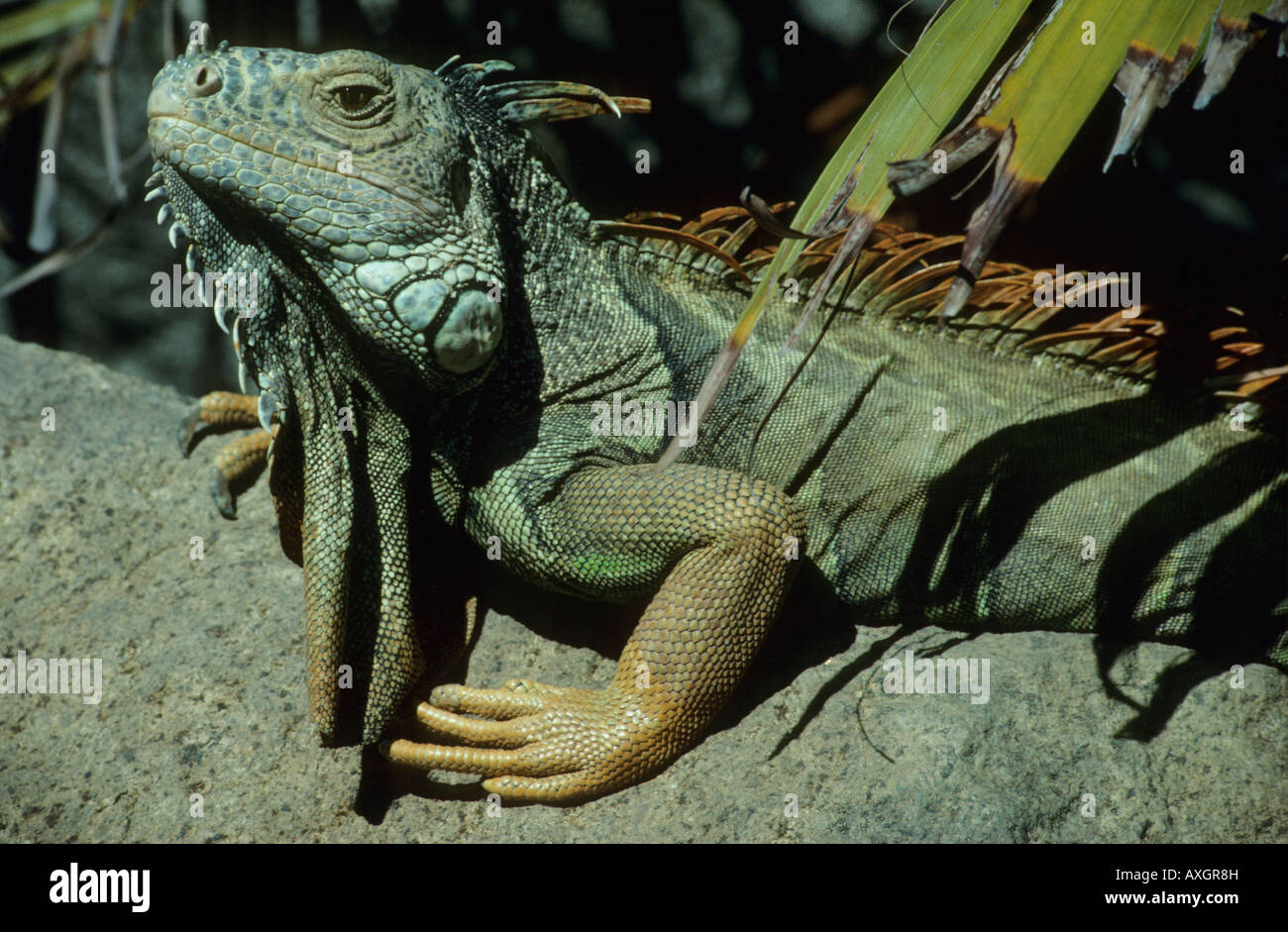 Green Iguana (Iguana iguana) Male resting in the sun, Belize Stock Photo