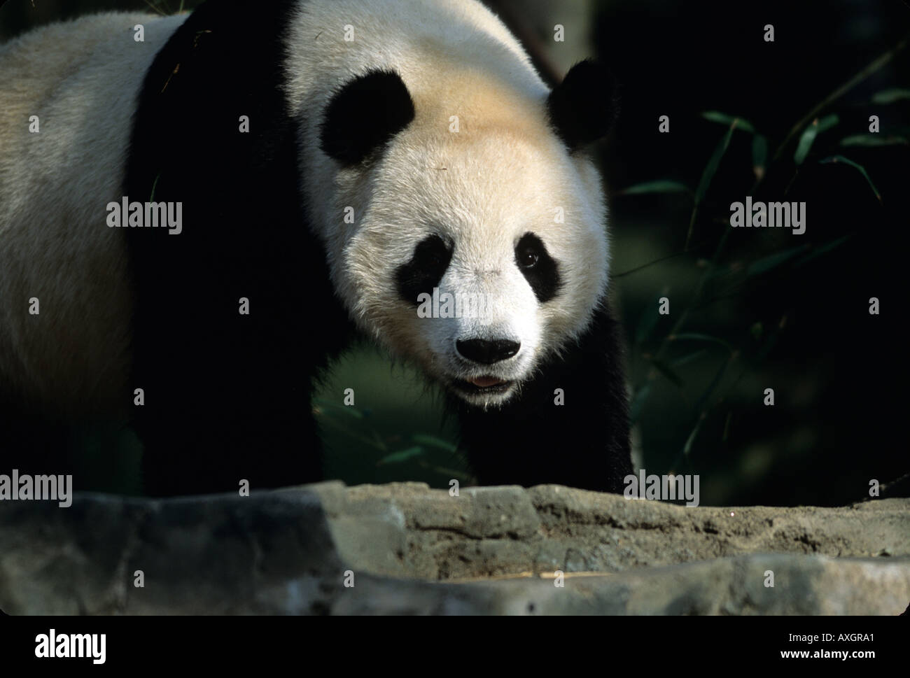 national zoo, washington dc Stock Photo