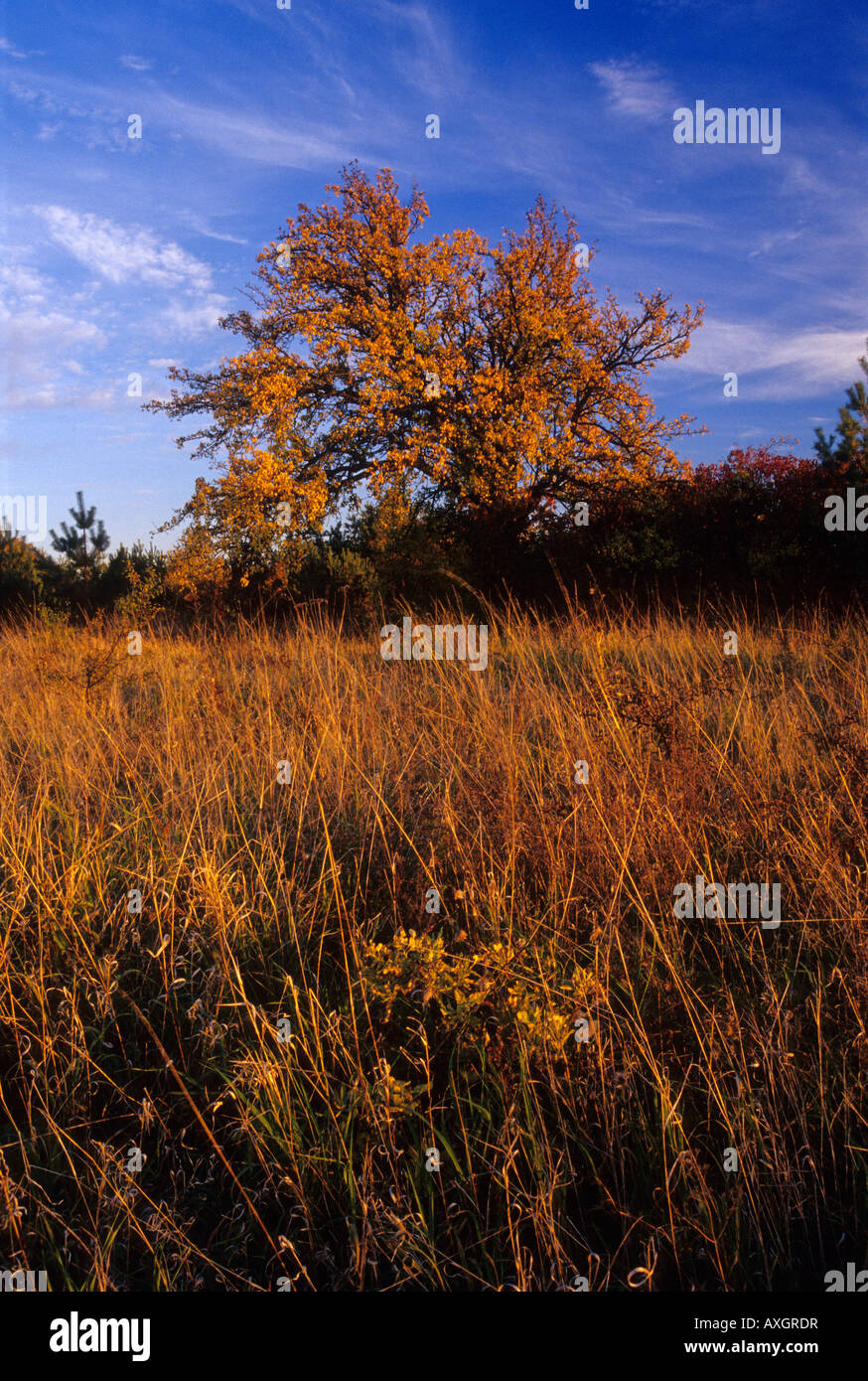 Autumn , fall - Polish landscape Stock Photo
