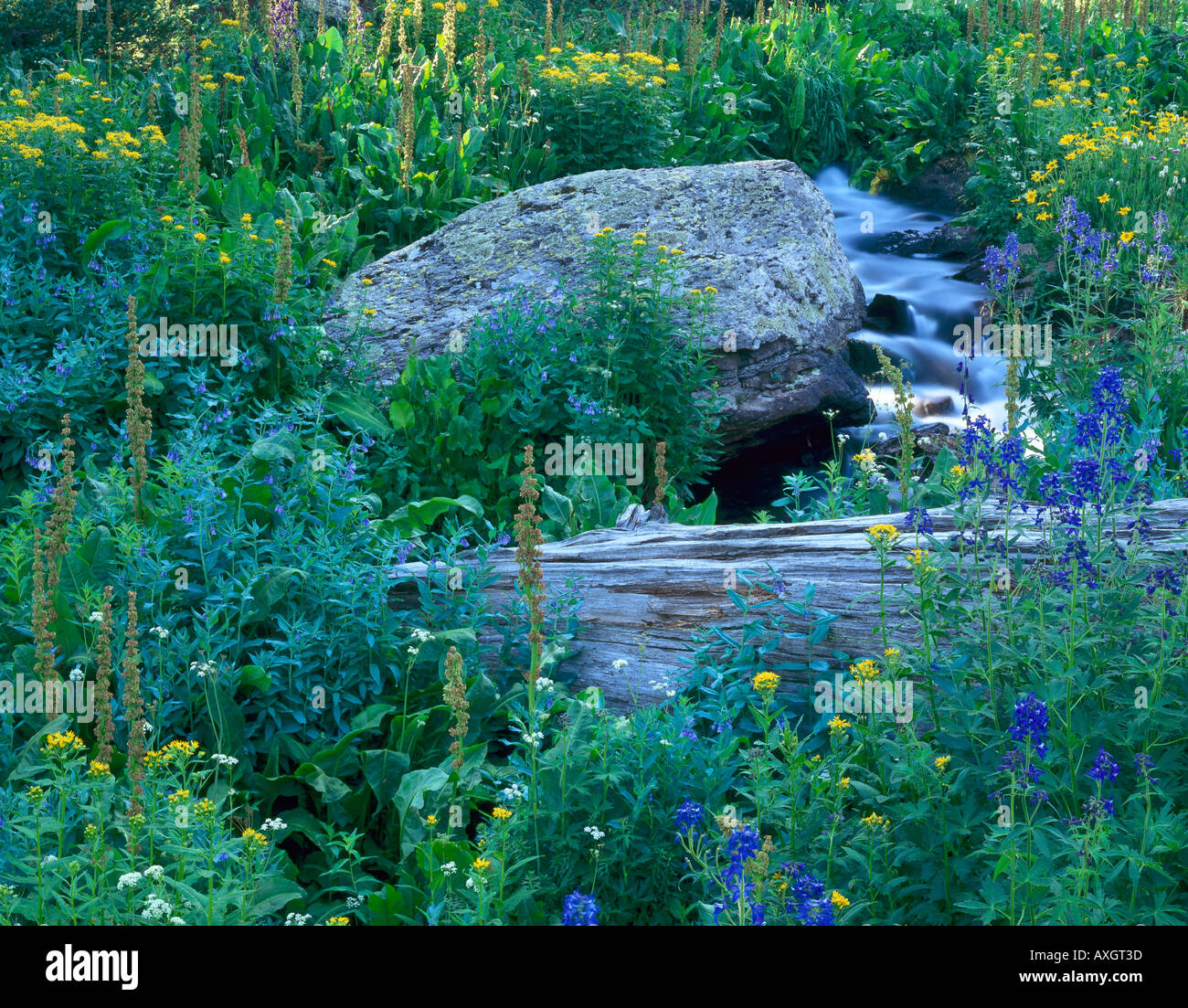 Turkey Creek flows from Alta lakes in the Uncompahgre National Forest ...