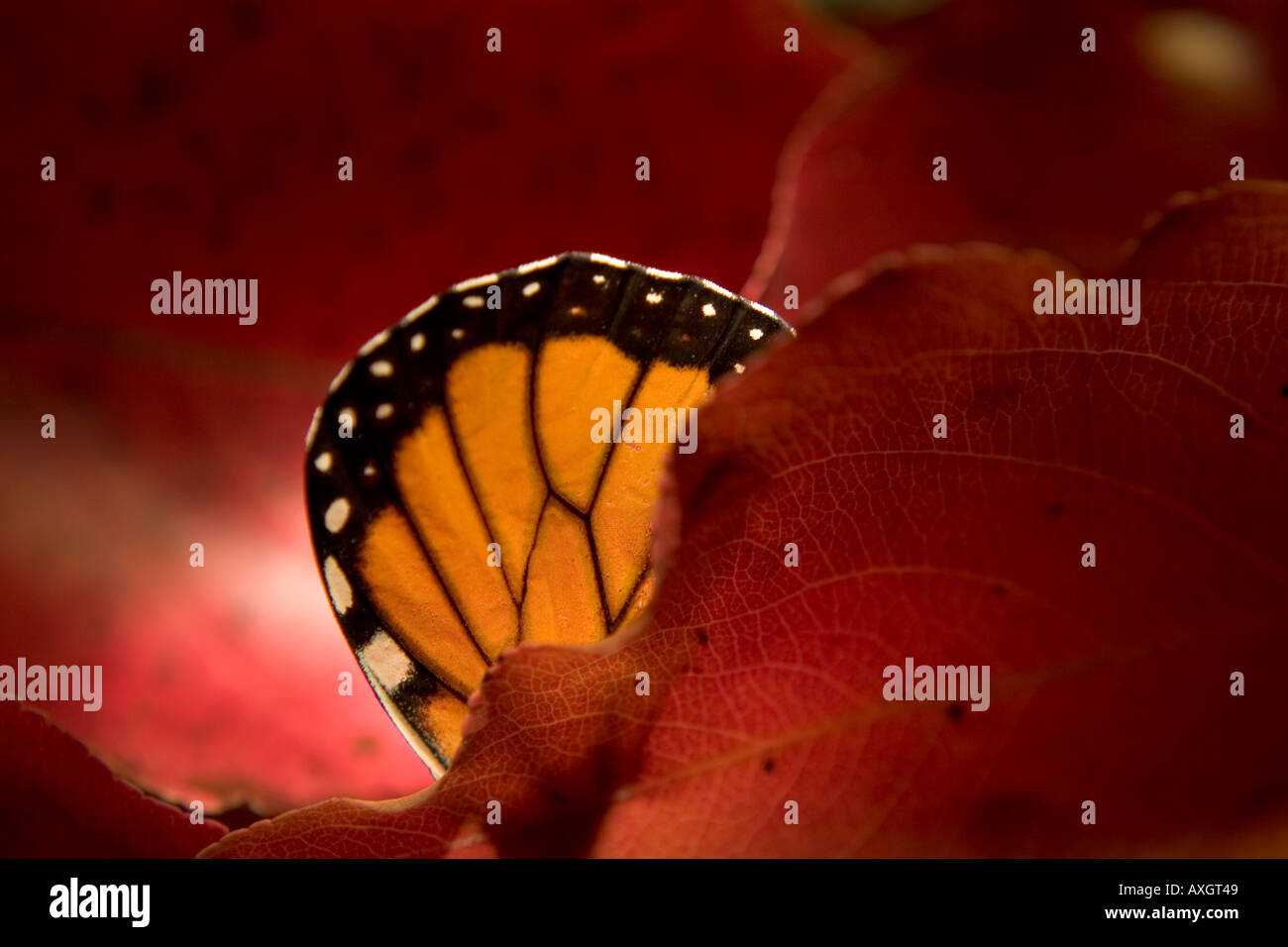 Monarch butterfly in fall color leaves Stock Photo
