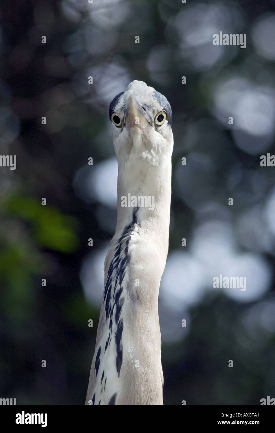 portrait of heron Stock Photo