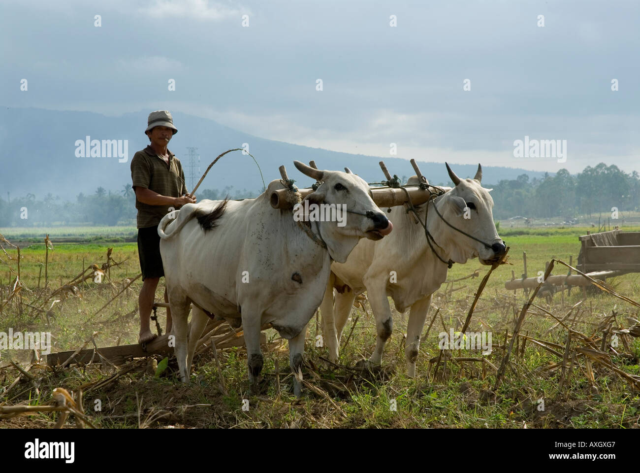 Peasant farmer ploughing with oxen Minahasa Highlands Sulawesi Utara North Sulawesi Indonesia Stock Photo