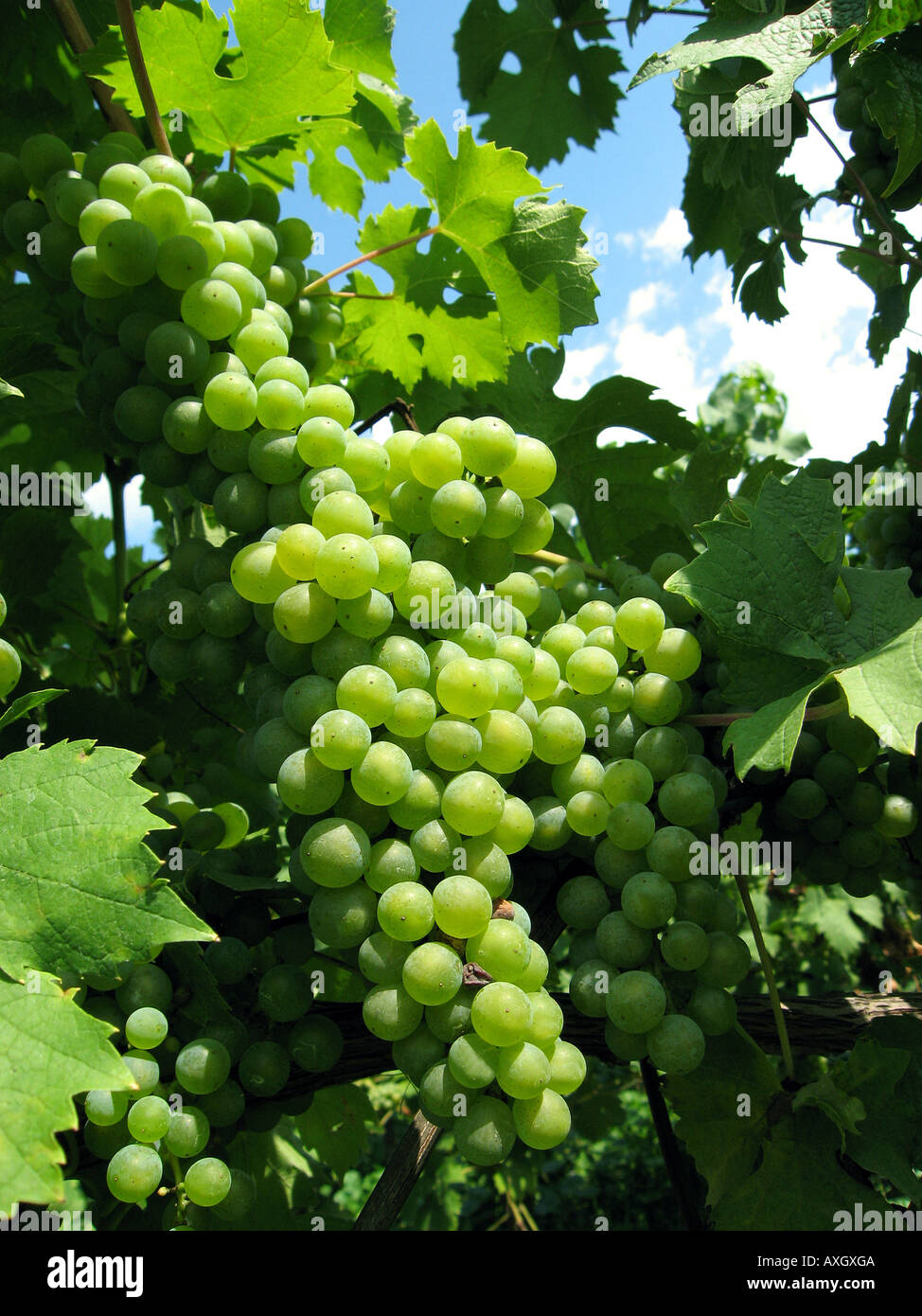 green grapes grüne Weintrauben Trauben Stock Photo