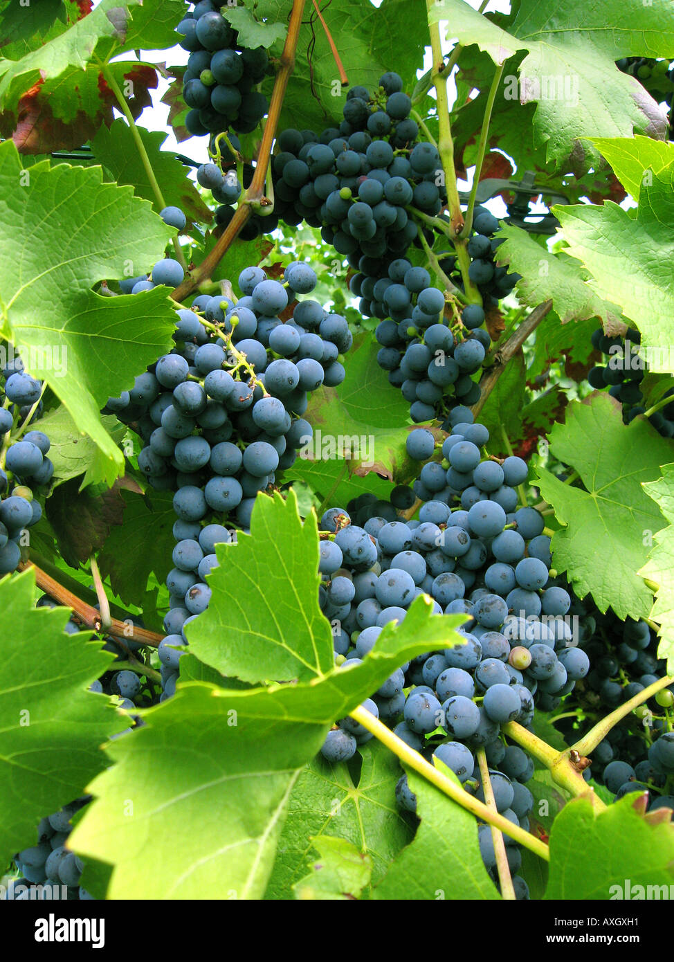 blue grapes blaue Weintrauben Trauben Stock Photo
