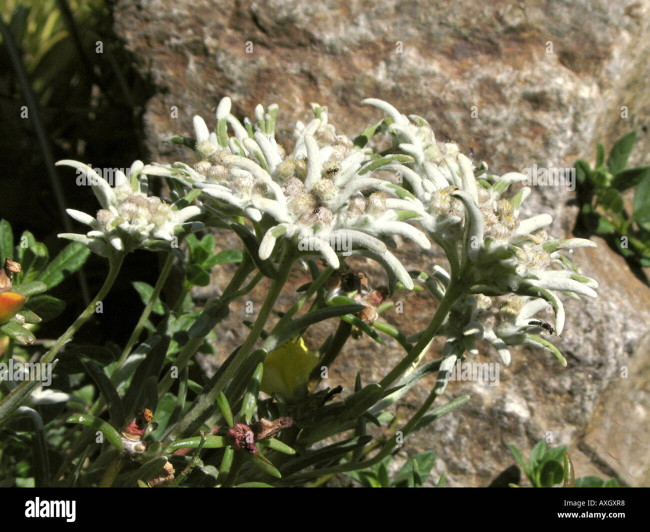 edelweiss Edelweiss Stock Photo