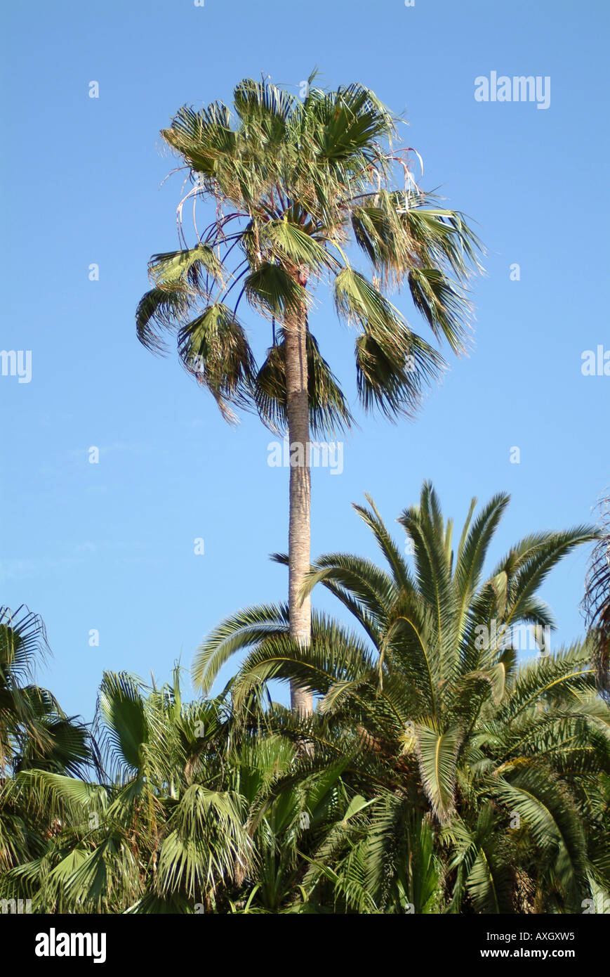 palmtrees Palmen Stock Photo