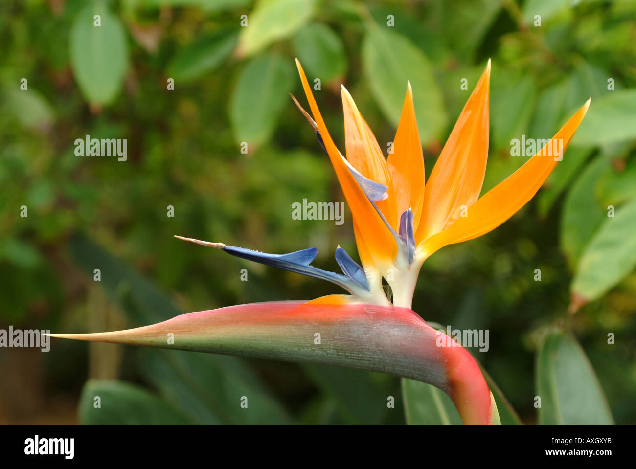 bird of paradise flower canary islands spain Stock Photo