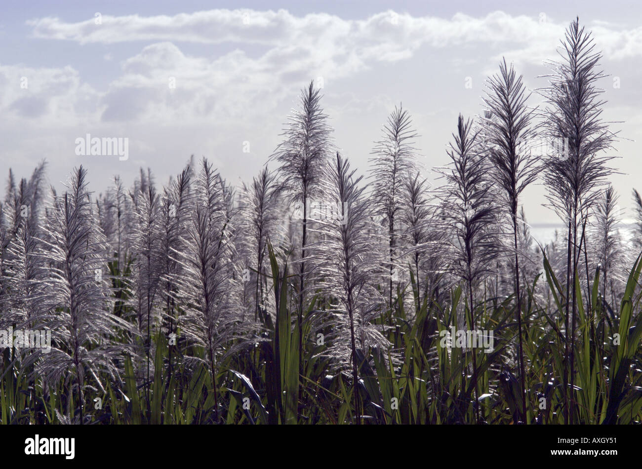 flower of sugar cane Stock Photo Alamy
