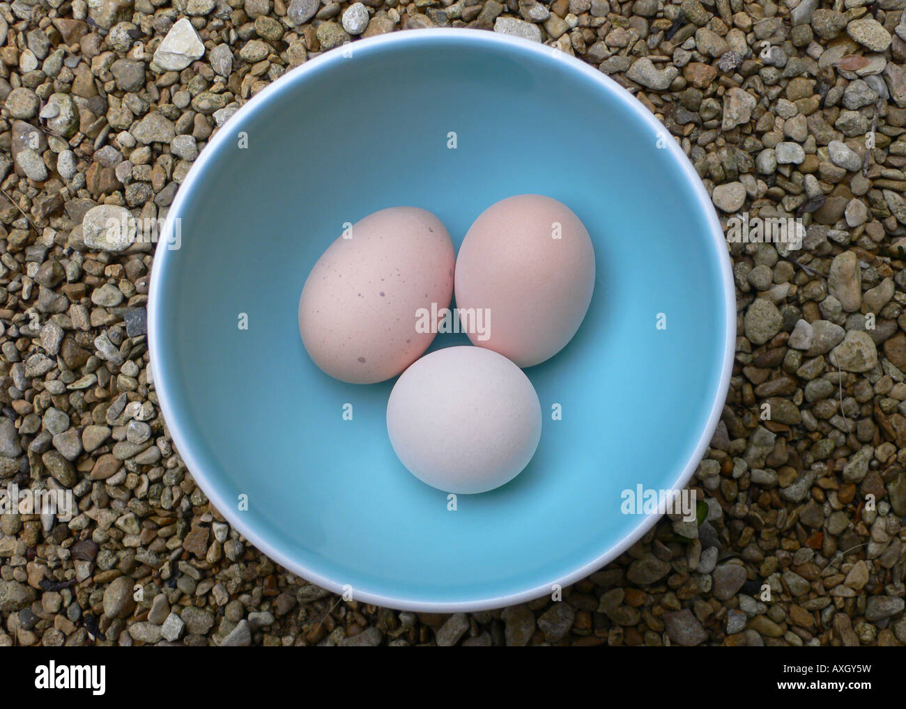 Three eggs in a blue bowl Stock Photo