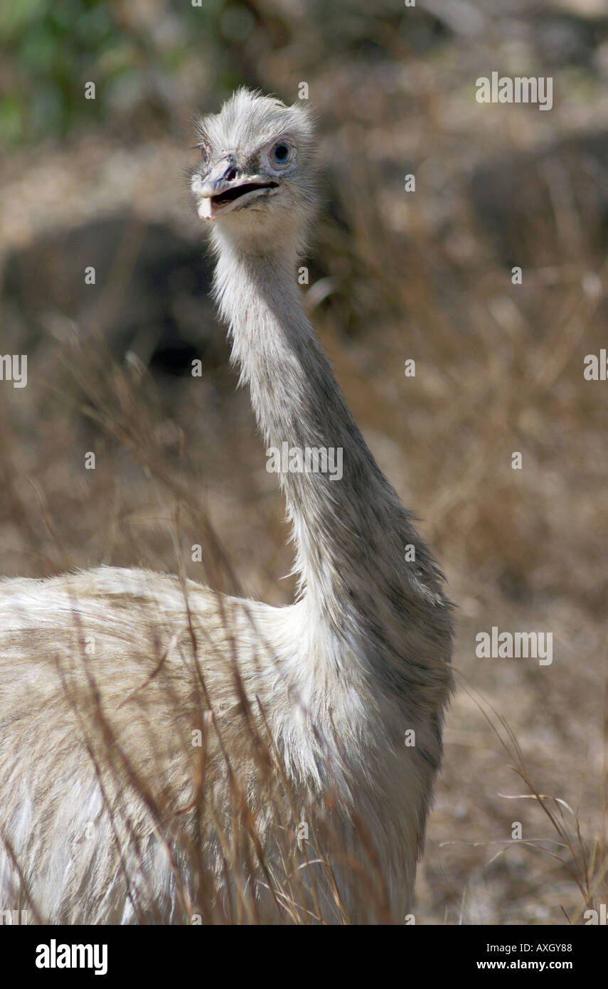 emu flightless bird Stock Photo