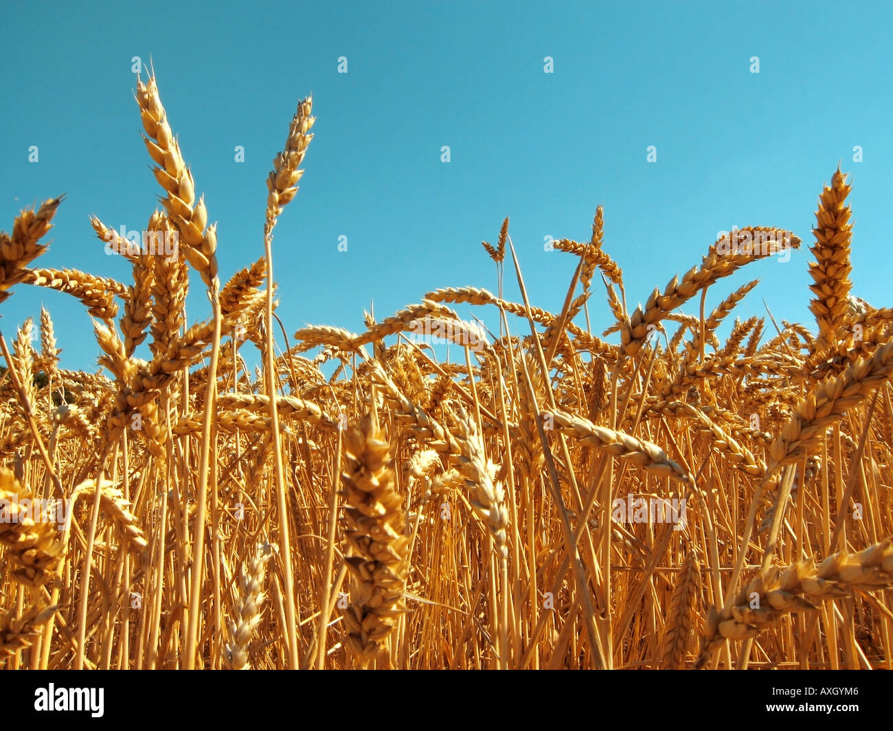 wheat Weizenähren Stock Photo
