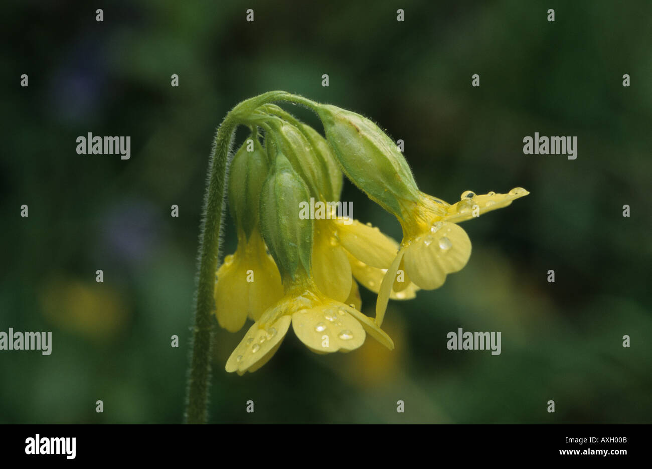 Oxlip plant hi-res stock photography and images - Alamy