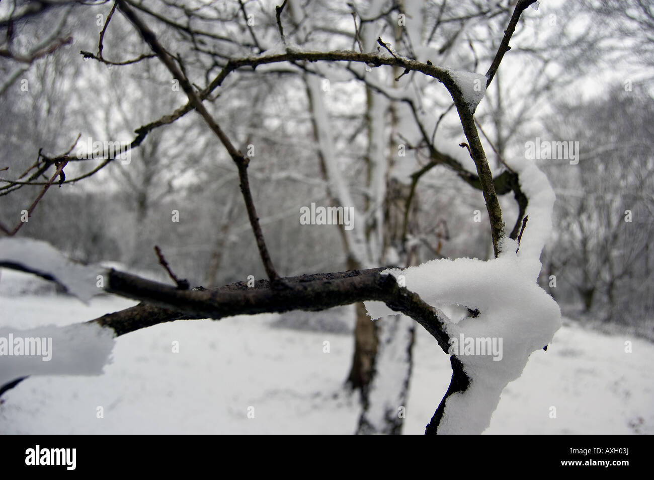 Snow on a branch. Stock Photo