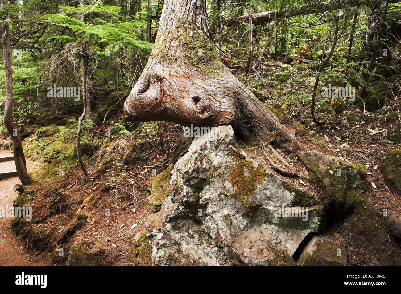 Cedar Tree and Lava Rock Stock Photo - Alamy