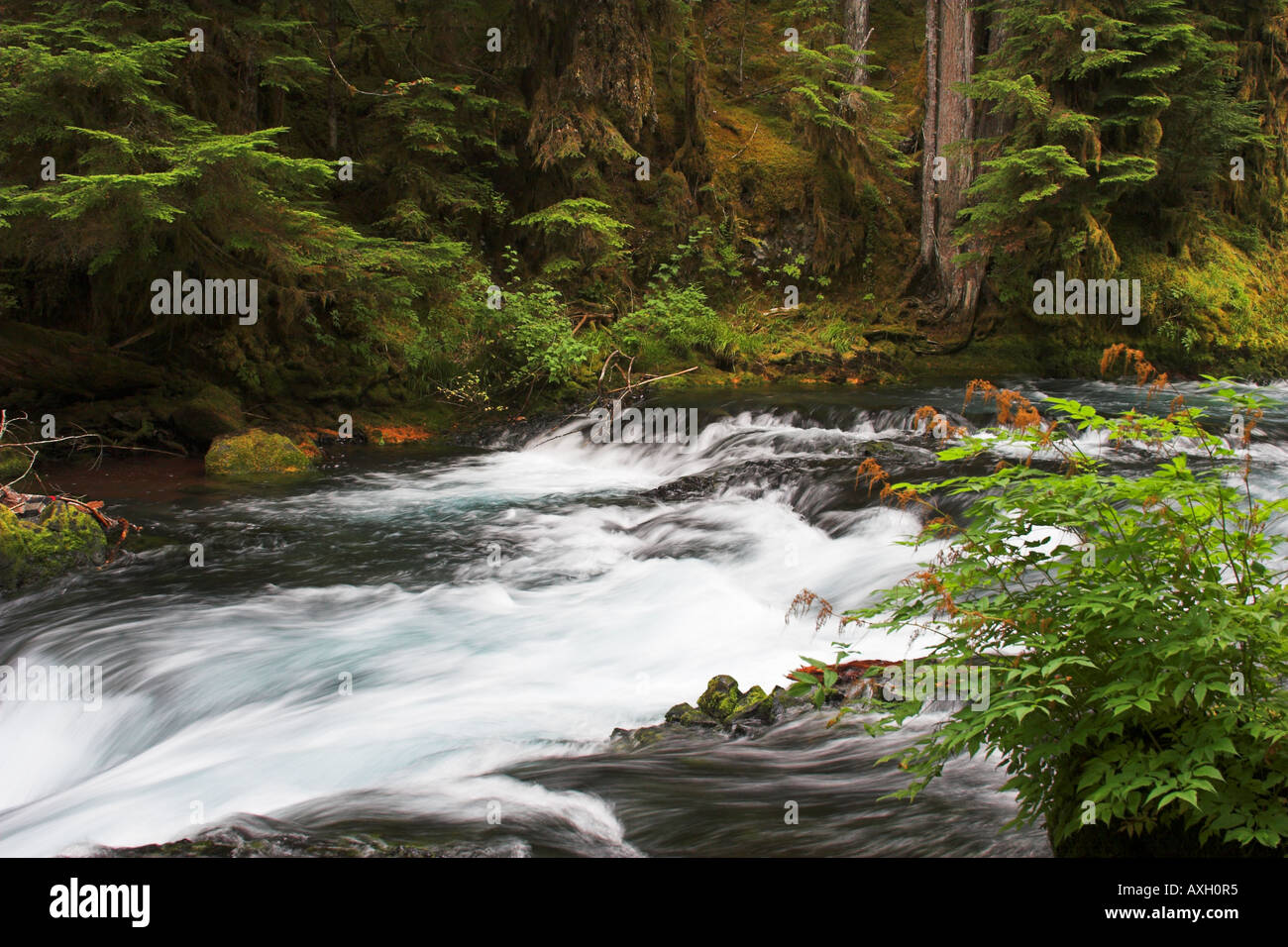 Upper McKenzie River in Oregon Cascades Stock Photo Alamy
